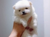 Pomeranian Boo Erkek 55 Günlük
