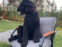 Standart poodle kızımıza eş arıyoruz