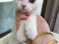 Beyaz yavru scottish fold