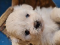 Maltese Yavrularımız