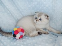 İlkbaharın en güzel scottish fold yavrusu