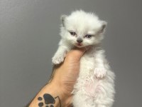 2 aylık british shorthair yavrularım