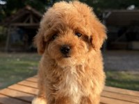 RED MALTİPOO KIZIMIZ