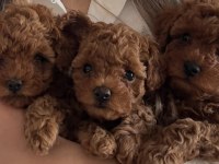 TOY POODLE YAVRULARIMIZ YENİ YUVALARINI ARIYOR