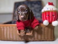 SAFKAN SOSİS DACHSHUND YAVRULAR