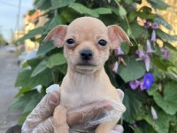 Chihuahua mini severlere