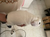 1 ERKEK VE 1 DİŞİ 1 AYLIK YAVRU FRENCH BULLDOGLAR