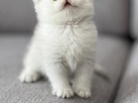 Secereli Mavi Gözlü Scottish Fold ve Straight Yavrular