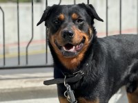 Rottweiler Paşa yeni yuvasını arıyor