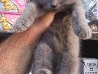 British shorthair yavru 2 aylık