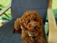 6 AYLIK DİŞİ POODLE