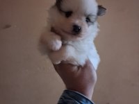 Pomeranian boo bebeklerimiz yeni yuvalarını arıyorlar
