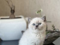 SAFKAN BLUE POİNT OYUNCU BRİTİSH SHORTHAİR BEBEĞİM