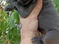 Blue üst kalite french bulldog bebekler