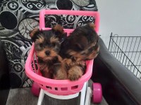 Ankaranın en güzel tea cup yorkshire terrier leri