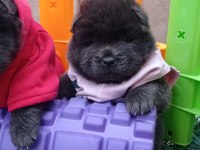 MÜKEMMEL KREM VE SİYAH CHOW CHOW YAVRULAR