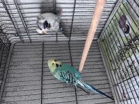 Show Jumbo Muhabbet Kuşu Çift