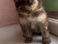 KALİTELİ ŞİVAVA YAVRUM İÇİN ULAŞABİLİRSİNİZ
