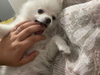 4 aylık pomeranian