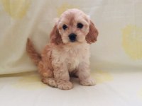 Maltipoo yavrular orijinal ev üretimi