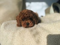 Kore poodle yavrularımız 0 boy ırk garantili bebeklerim