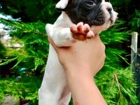 Birbirinden Sevimli ve Şirin French Bulldog Yavrularımız