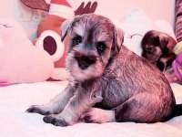 FCI Şecereli Miniature Schnauzer Köpekler