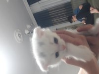 Gönderime hazır tatlımı tatlı scottish fold kediler