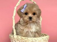 Maltipoo Sevimli Güzellikler Yuva Bekliyor 
