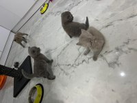 Orjinal safkan scottish fold bebekler