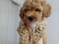 45 Günlük Dişi Maltipoo