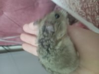 2 aylık roborovski hamster