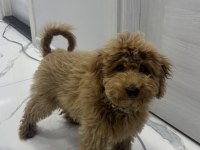 Yavru Toy Poodle