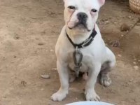 5 Aylık Erkek French Bulldog Yavrum