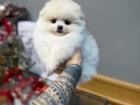 Minik köpeğimiz sizi bekliyor