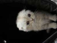 2 aylık erkek A kalite scottish fold
