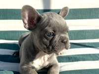 BLUE french Bulldog