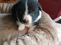 mükemmel kalitede border collie bebekler için acele edin