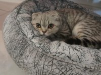 Scottish fold erkek kedimiz