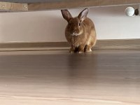 RENK CÜCESİ TAVŞAN