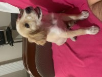 Terrier fino melezi
