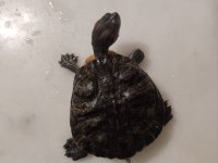Su kaplumbağası