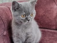 Sahiplendirme british shorthair