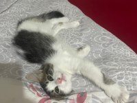 Oyuncu Tekir Kız Luna