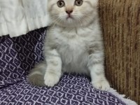 Scottish fold aşıları yapılmış