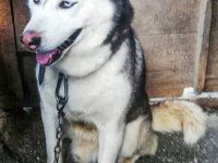 HUSKY KÖPEĞİMİZE YENİ YUVA ARIYORUZ