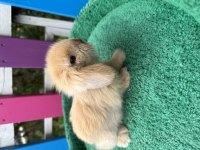 Renk renk hollanda ve teddy lop tavşan bebekler