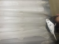 FULL EVCİL KONUŞAN MUHABBET KUŞUMUZ PAŞA