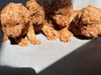 KORE RED BROWN TOY POODLE YAVRULARI