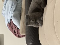 1 yaşında dişi kısır scottish fold